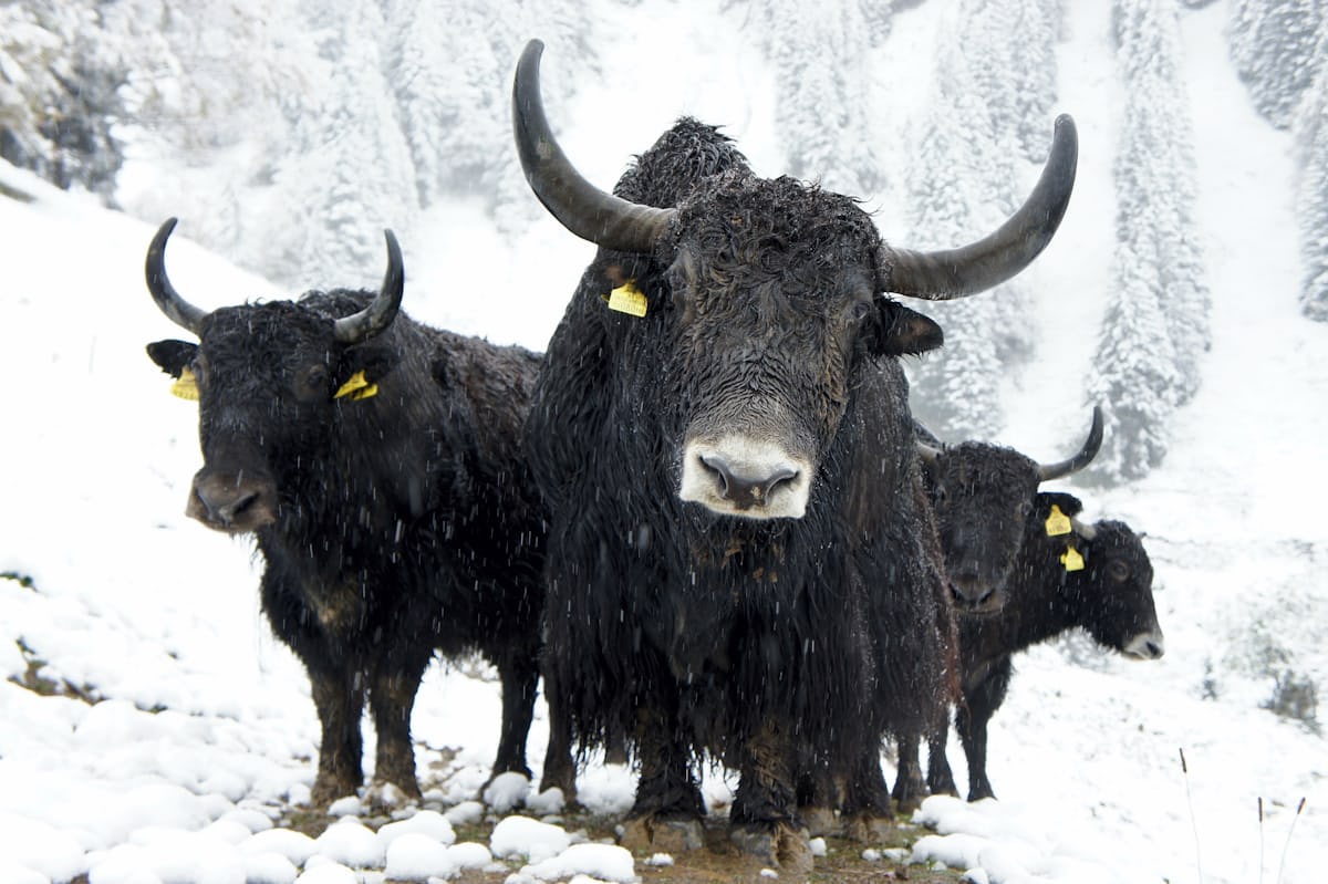 Buffalo game artwork