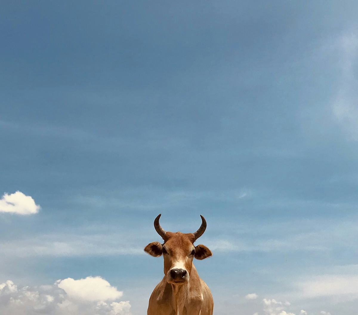 Buffalo game artwork