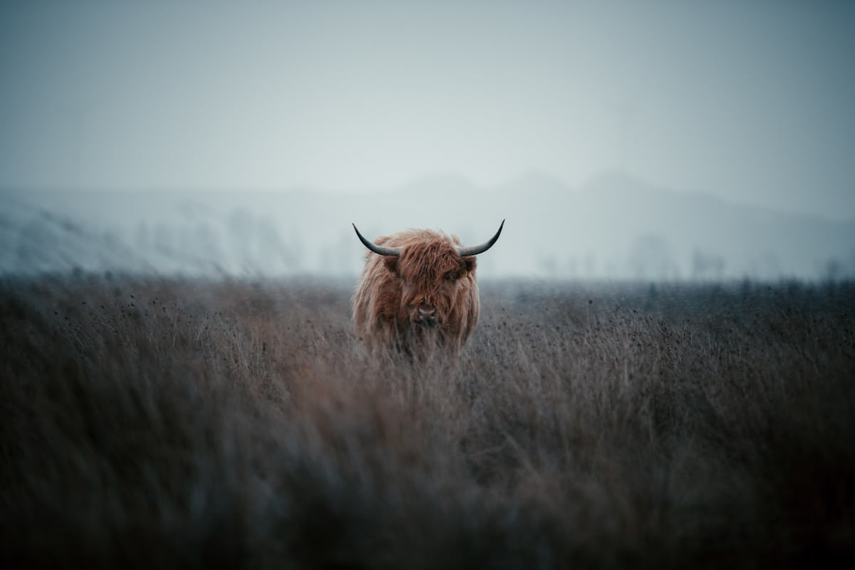 Buffalo game artwork
