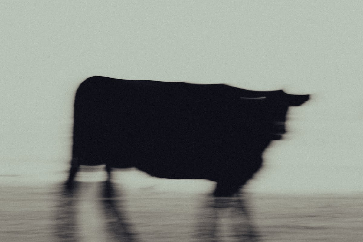 Merch: Buffalo branded T-shirt
